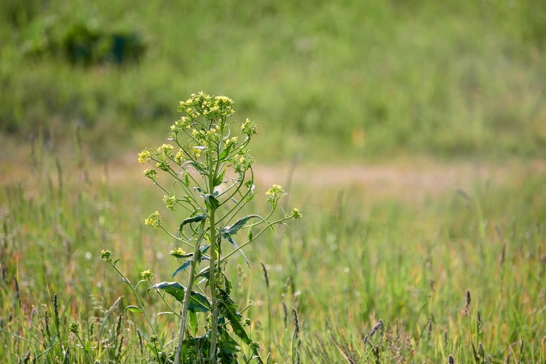 Paniculate neslia, paniculate կլոր