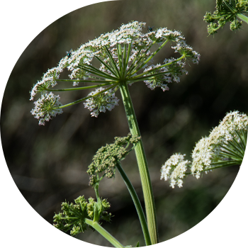 HEMLOCK խայտաբղետ, օմեգ