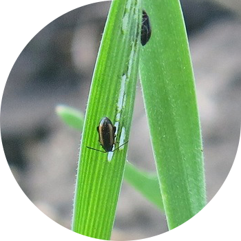 Fleas (գծավոր հացի լու, խոշոր ցողունային լու, սովորական ցողունային լու)