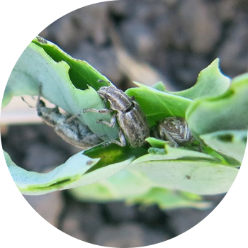 Nodular weevils