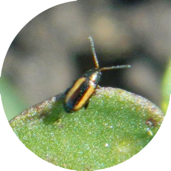 Խաչածաղկավոր fleas