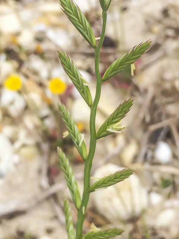 Վնասակար օբյեկտների կատալոգ