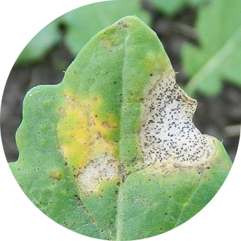 Fomosis canola